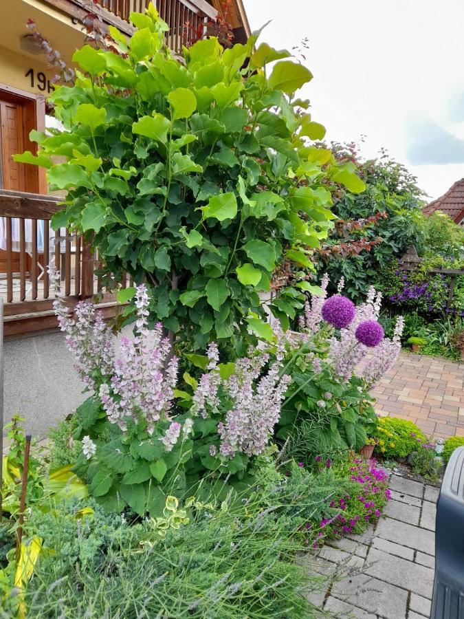 Harmonia Vendeghaz 100 Meterre Az Igali Gyogyfuerdotol Apartman Kültér fotó
